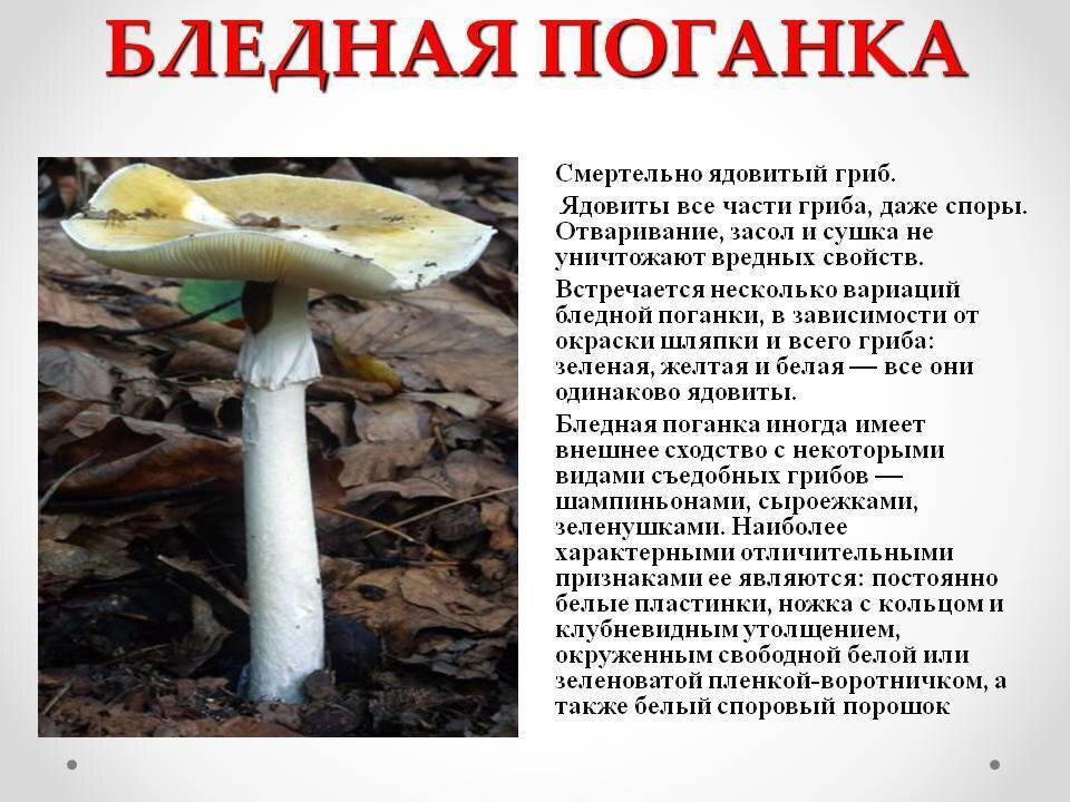 Поганка