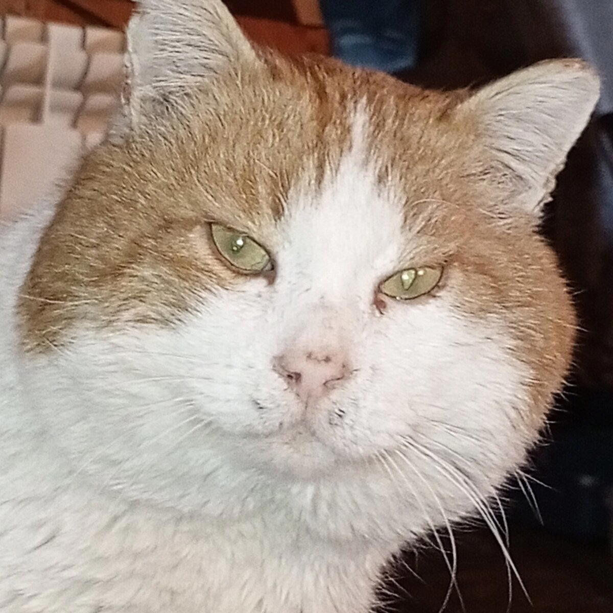 Кот