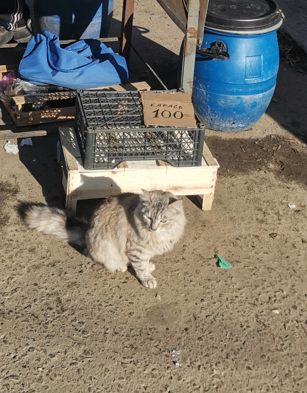 Рыбов продаёт
