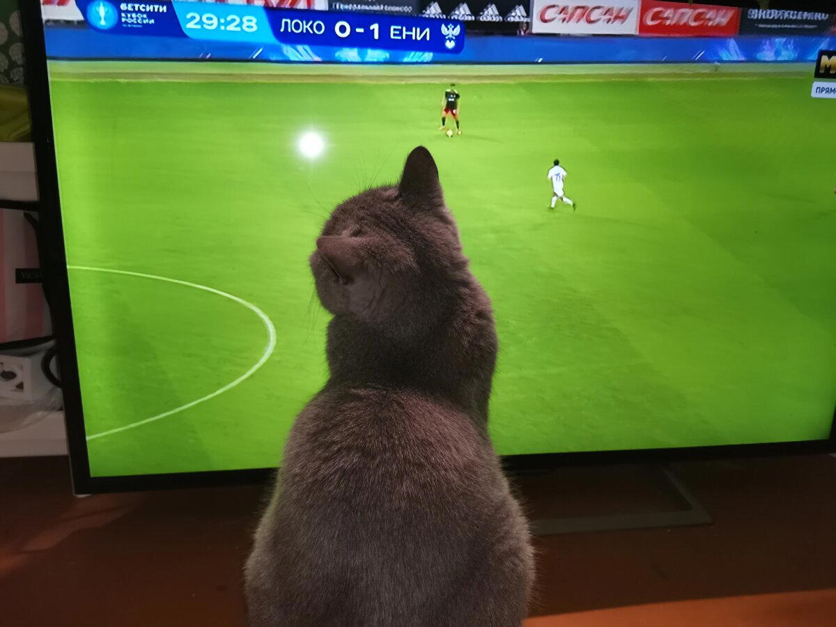 Кот - болельщик