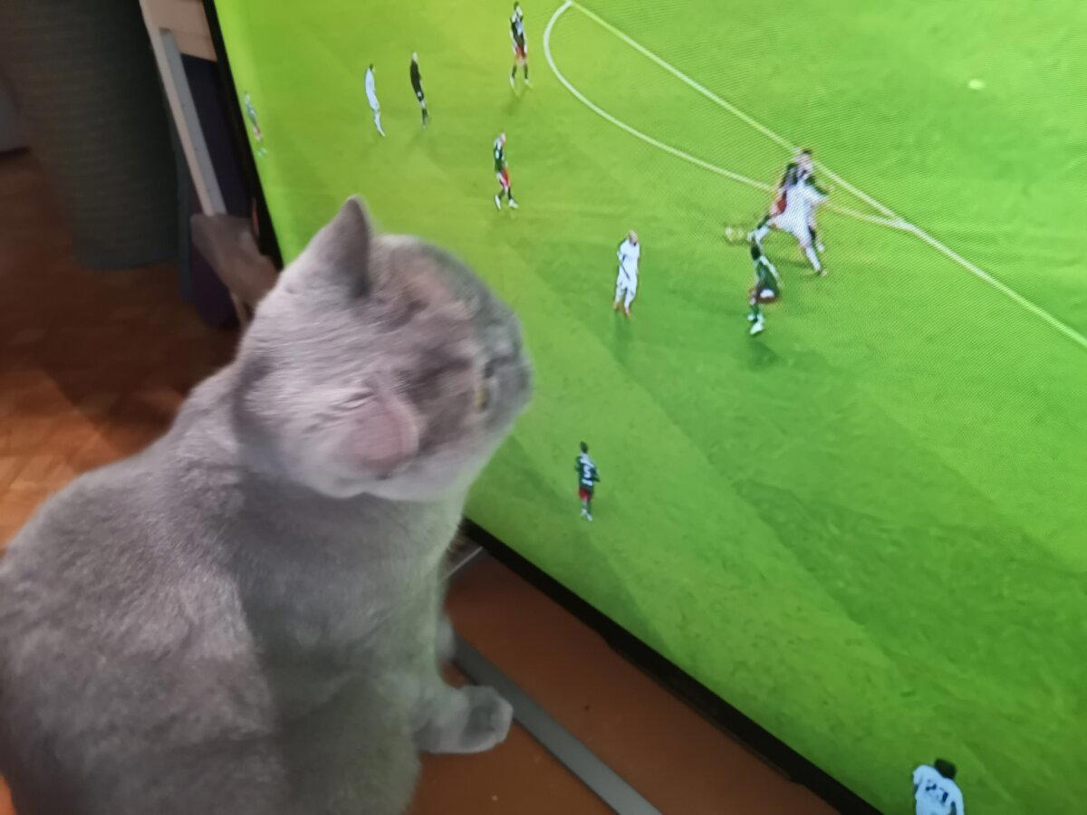 Кот - болельщик