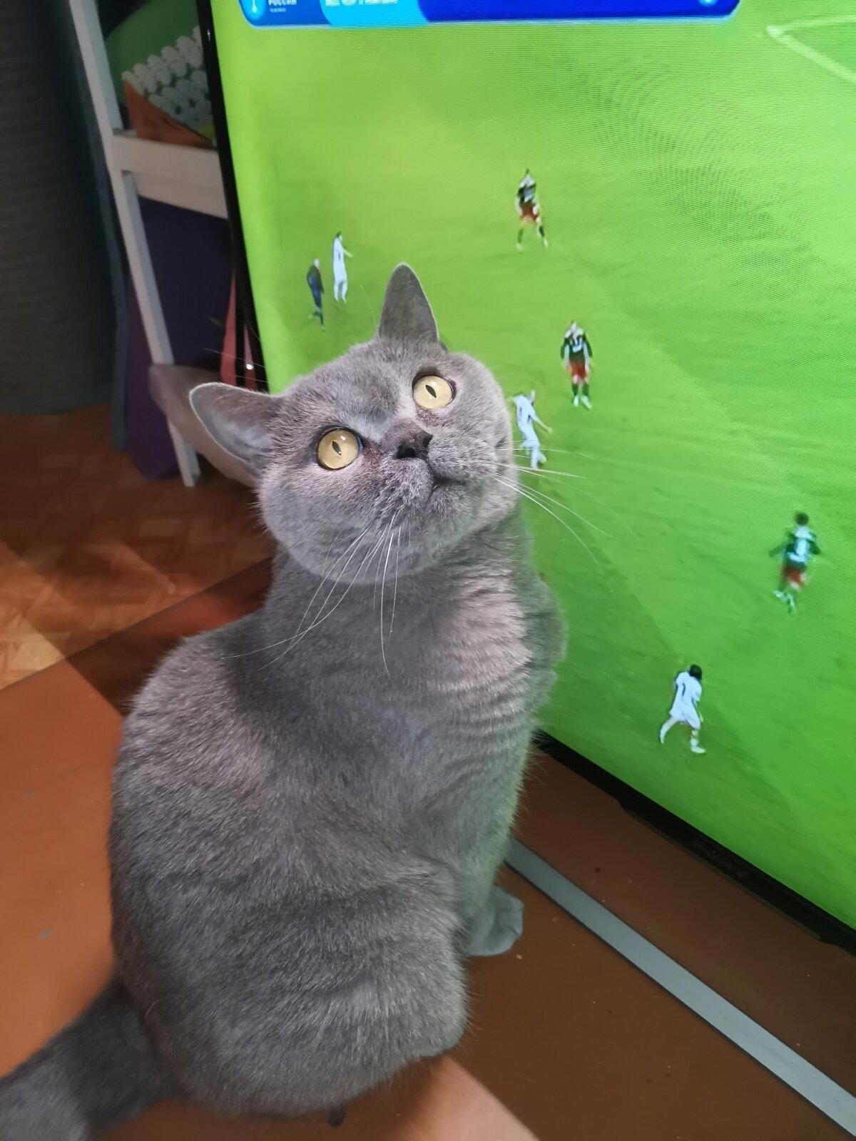 Кот - болельщик