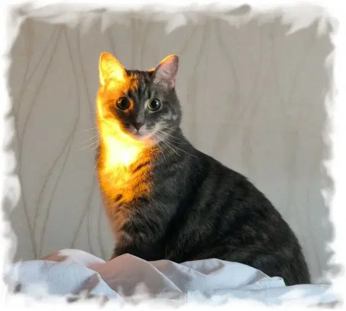 Солнечный котик