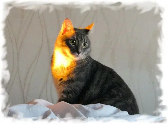 Солнечный котик