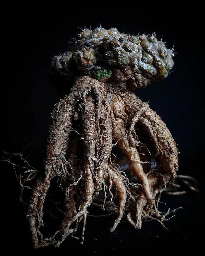 Корни кактусов