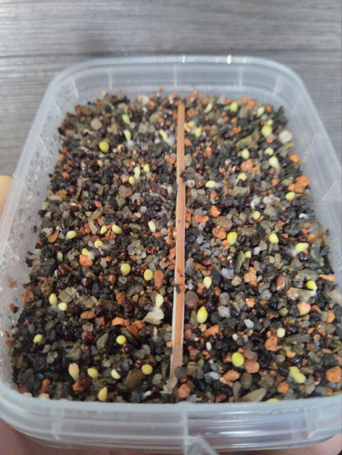 Семена и янтарная кислота