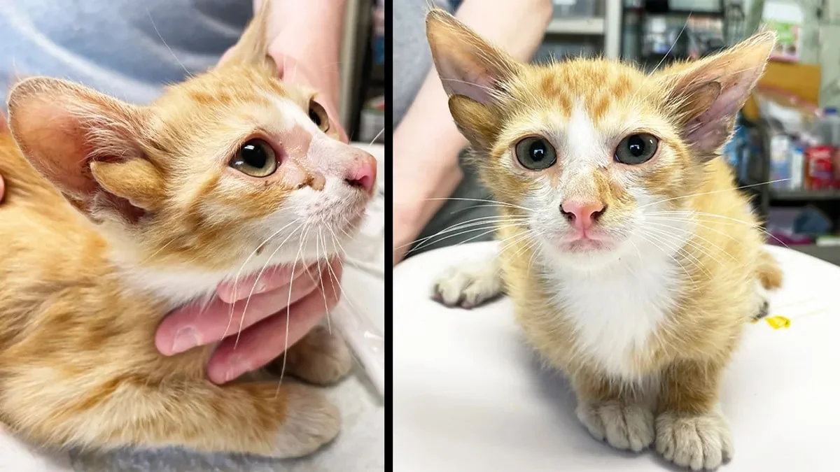 Уникальный котенок с четырьмя ушами / © True Rescue