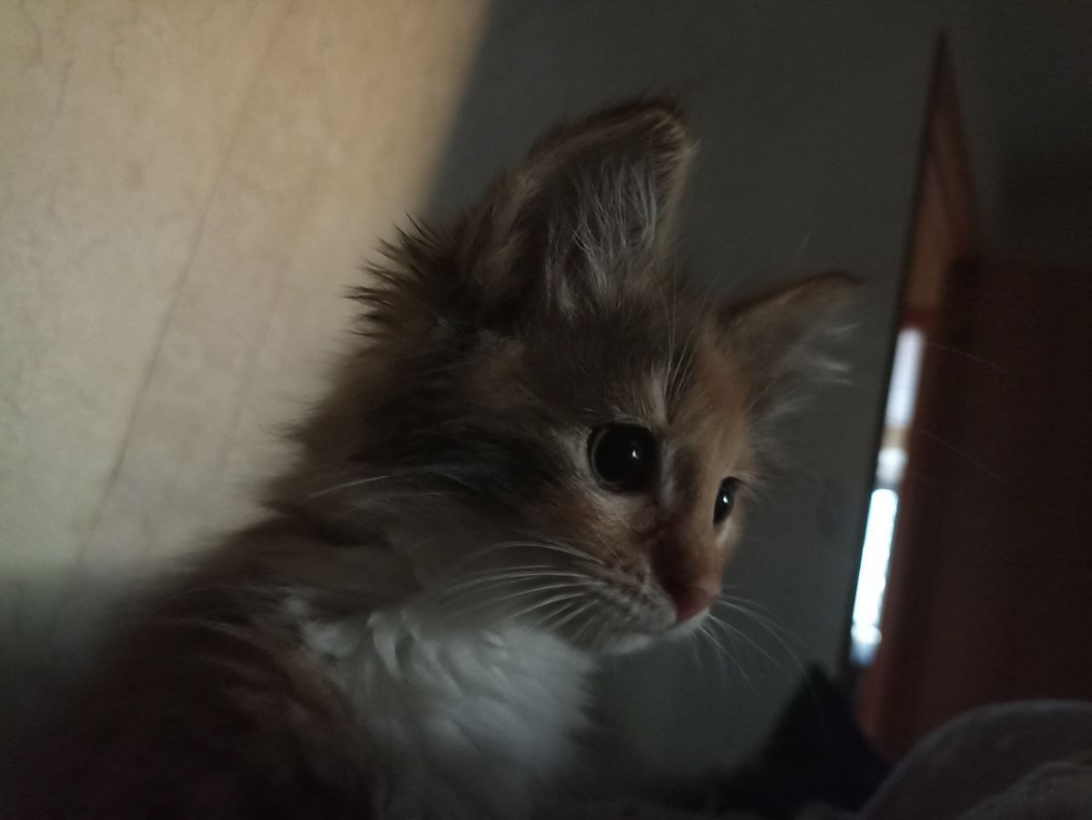 — Ну а теперь уже я не хочу! В половину седьмого утра котопап не спал. Увы, не &#xAB;уже&#xBB;, а &#xAB;ещё&#xBB;. Раскаяние на мордочке виновницы не обнаружено.