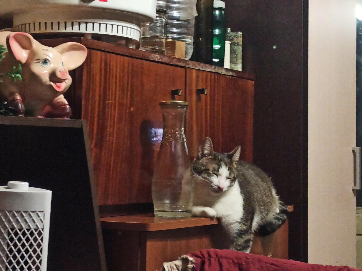 Котобутылка
