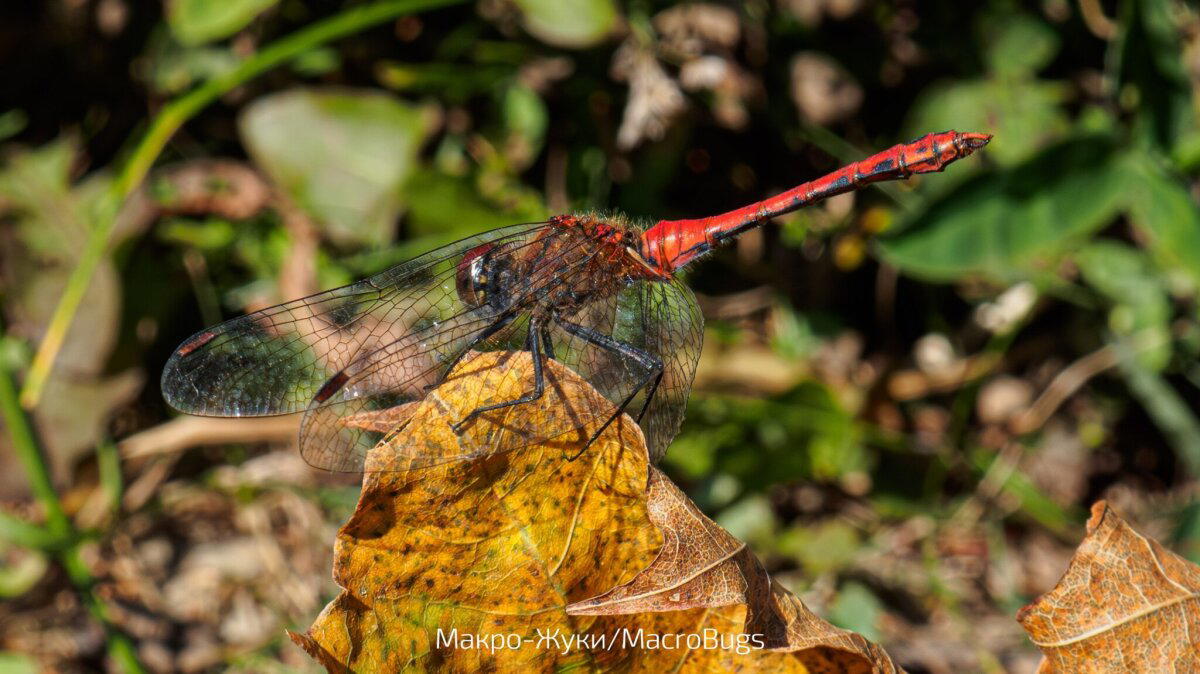Стрекоза кроваво-красная (лат. Sympetrum sanguineum)