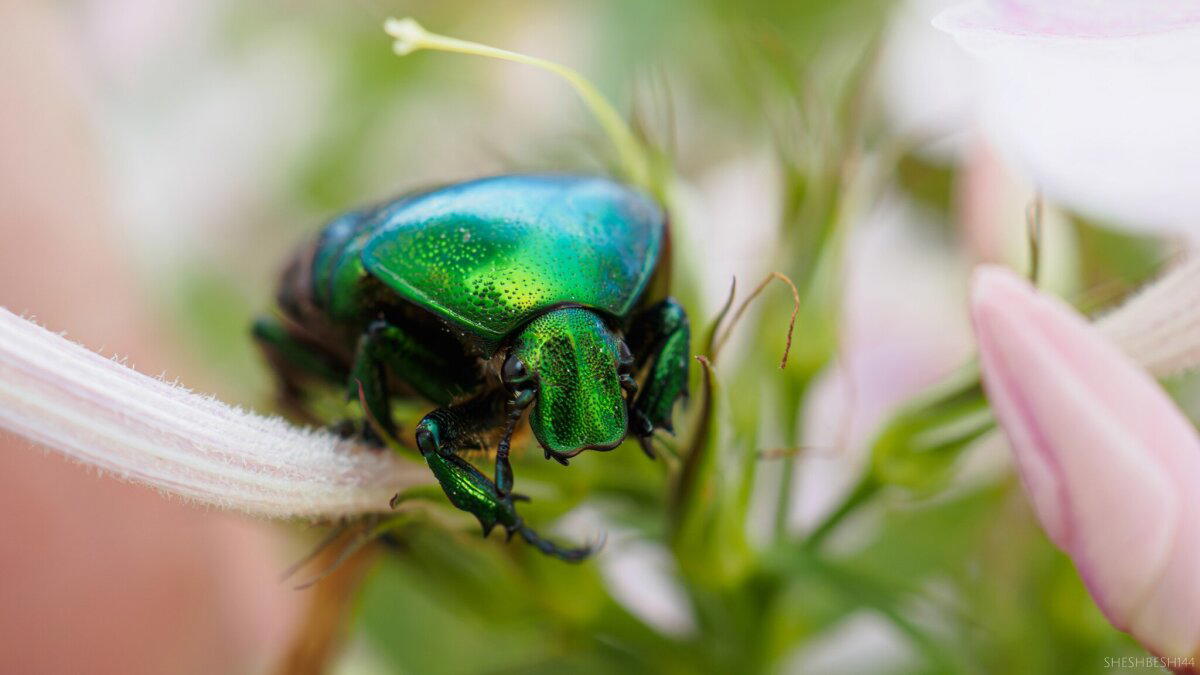 Бронзовка (лат. Cetonia aurata)