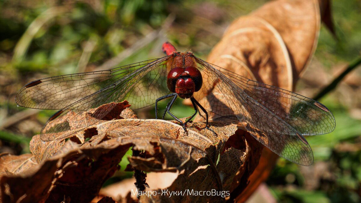 Стрекоза кроваво-красная (лат. Sympetrum sanguineum)