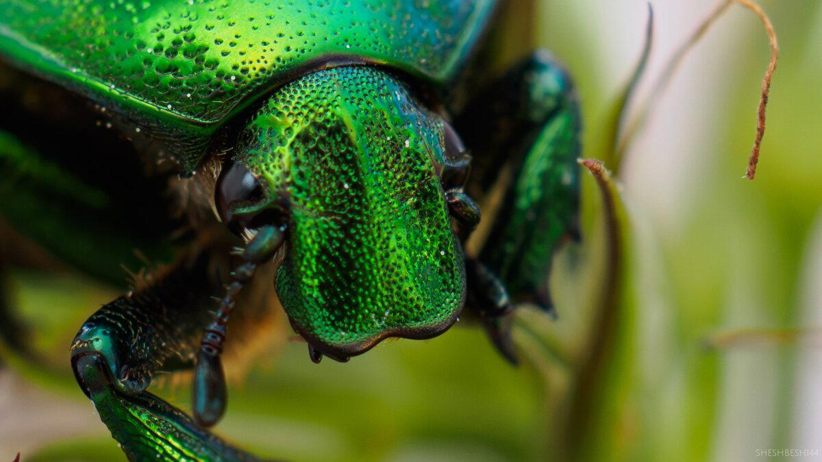 Бронзовка (лат. Cetonia aurata)