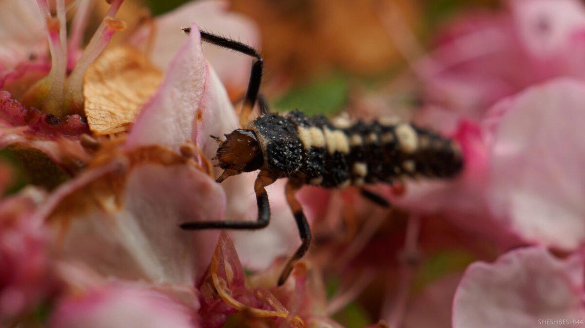 Личинка божьей коровки (лат. Coccinellidae)