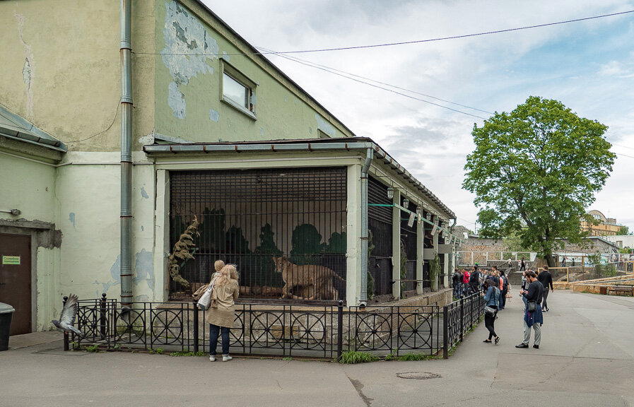 [Зоо]архитектурный анализ Ленинградского зоопарка. Часть 3. Проблематика