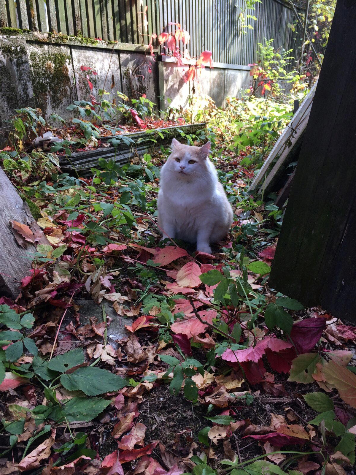 Приключения кота Батона на даче.