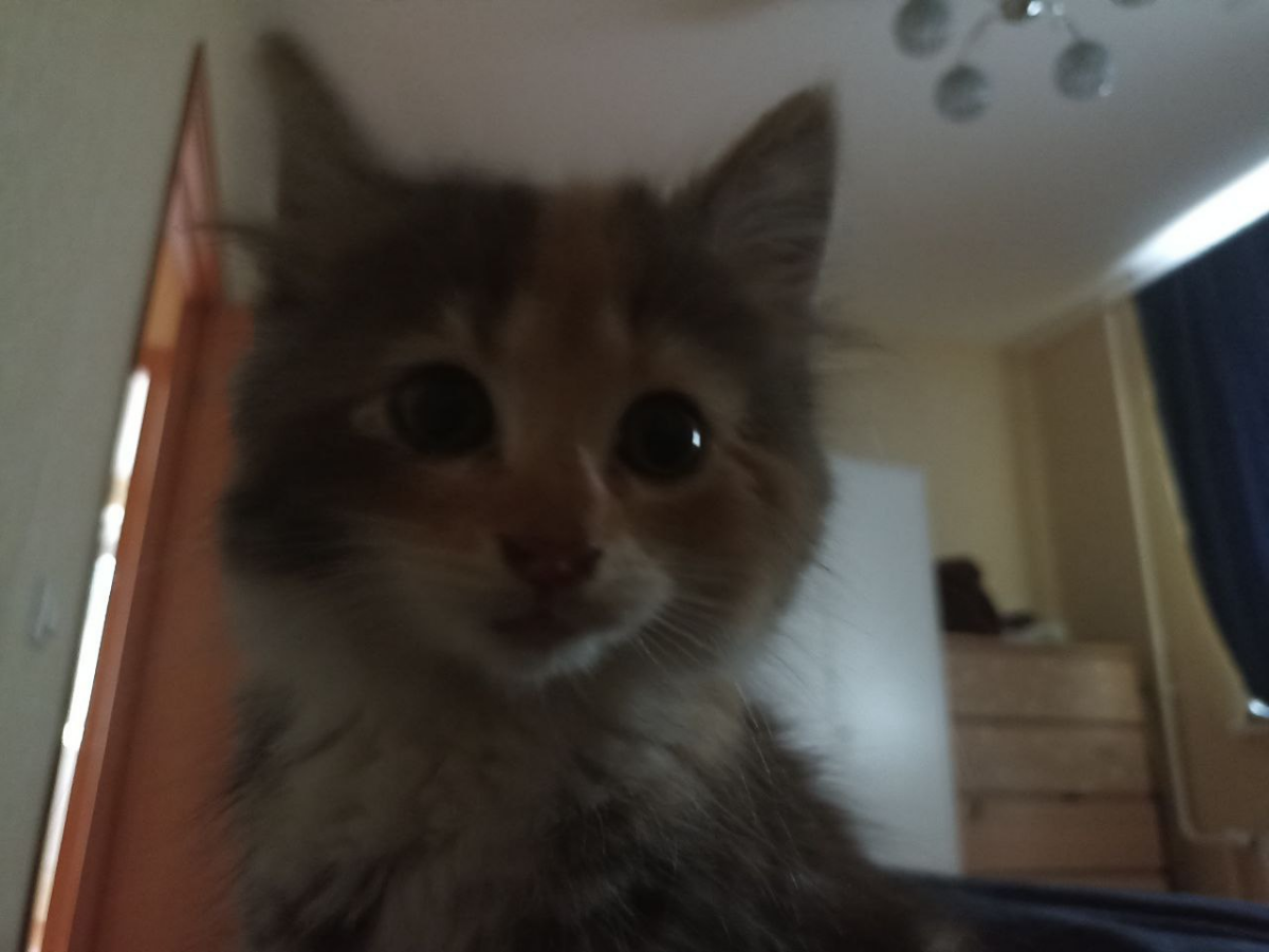 Момент первой встречи с кошкой-из-кирпичика котопапа, конечно, оставил на память.
