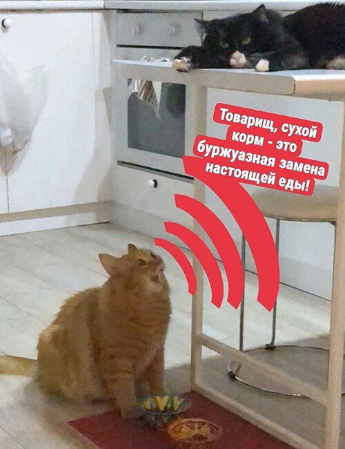 Котородители почувствовали родство с автором мема и решили приложить его в качестве саммари. В смысле мем, а не автора.