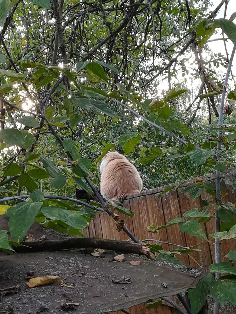 Приключения кота Батона на даче.