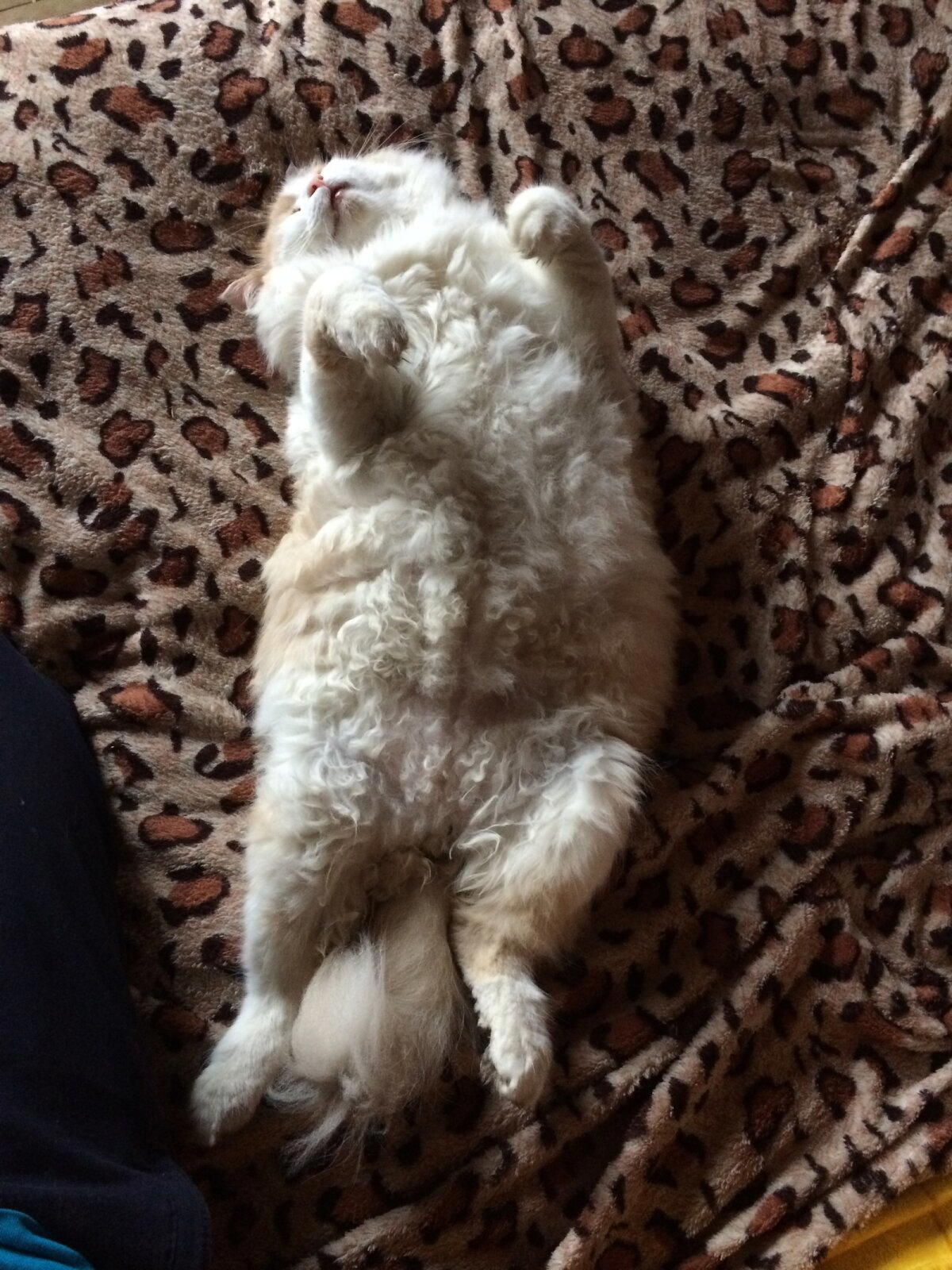 Приключения кота Батона на даче.