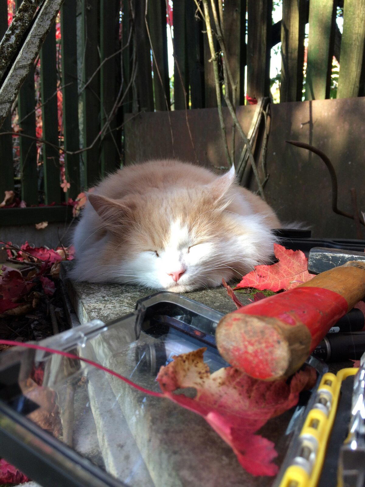 Приключения кота Батона на даче.