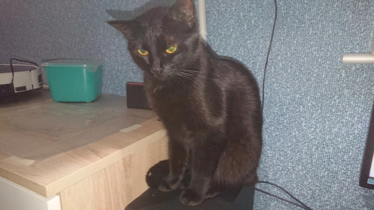 Защита от кота