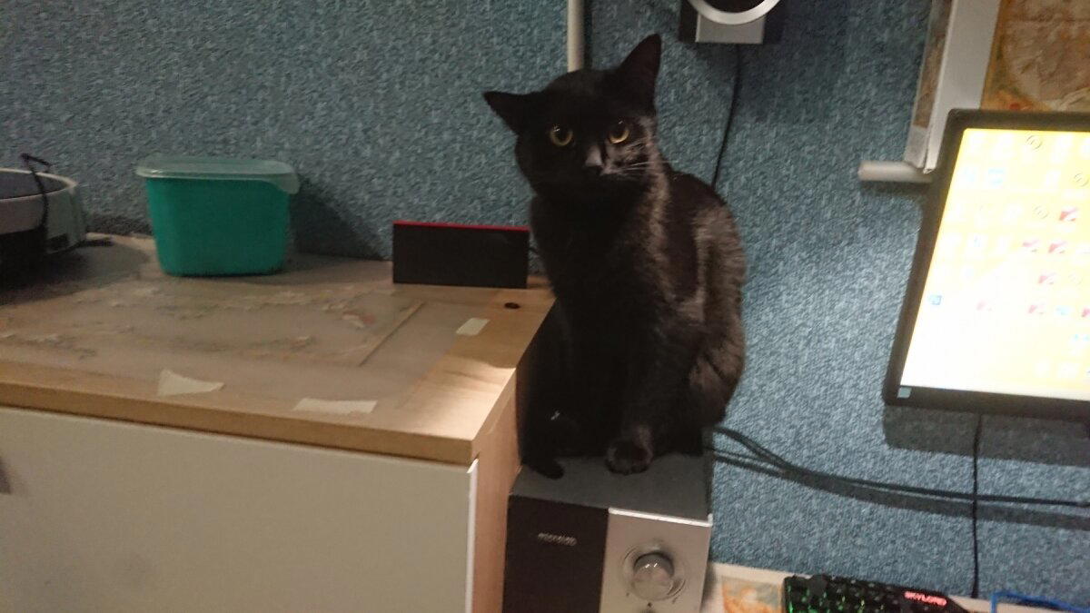 Защита от кота