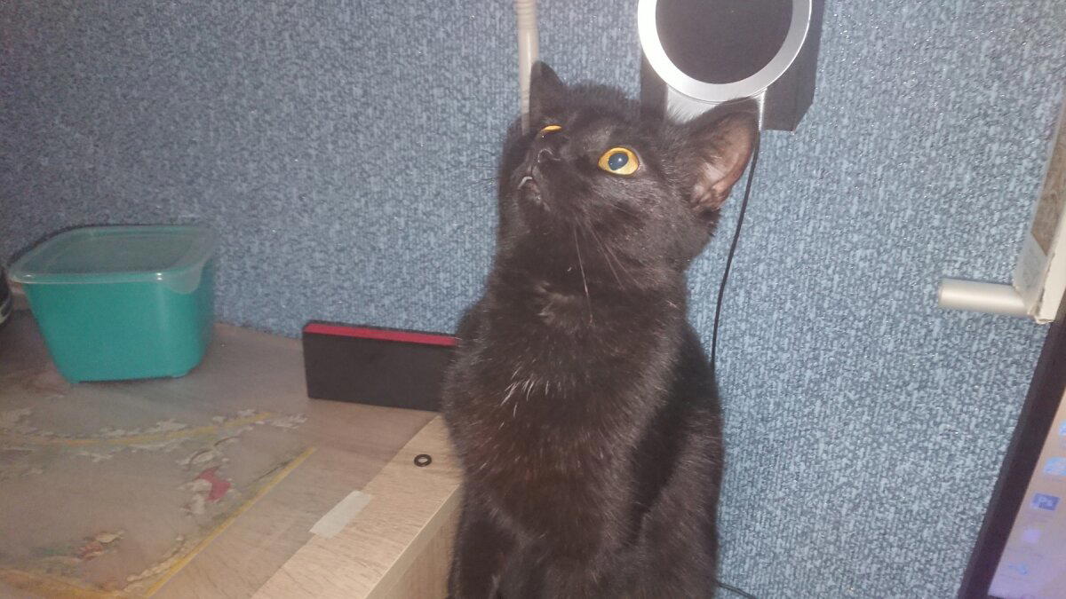 Защита от кота