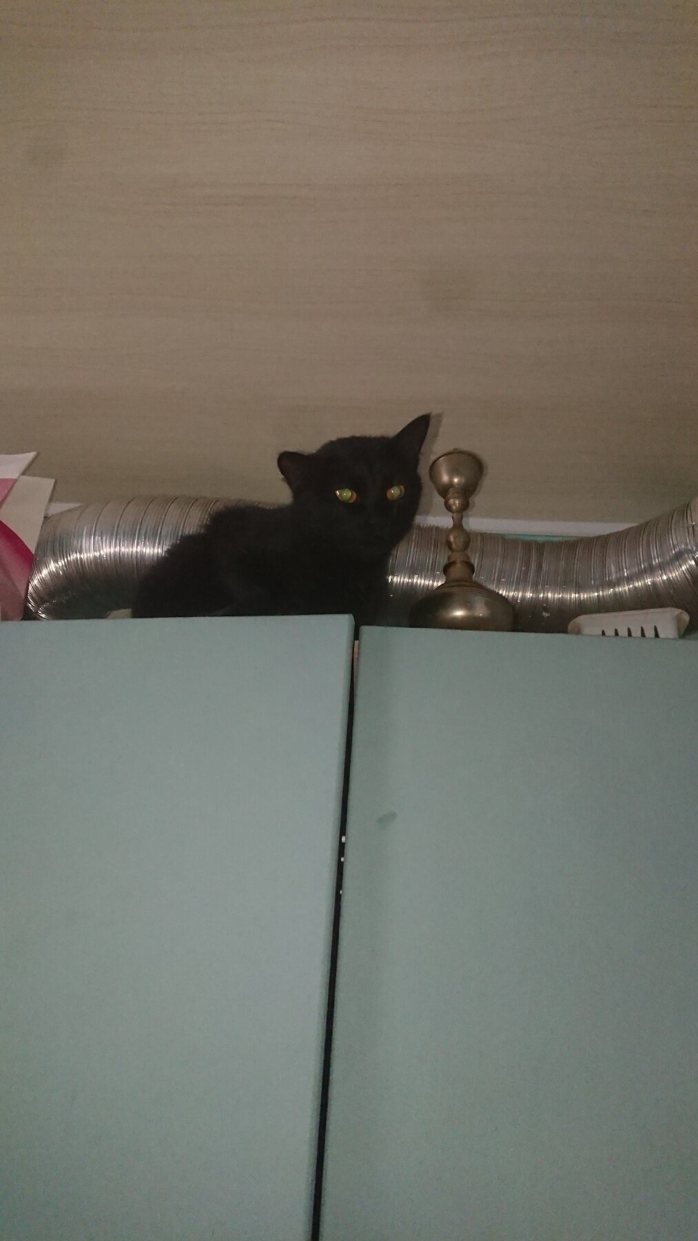 Защита от кота