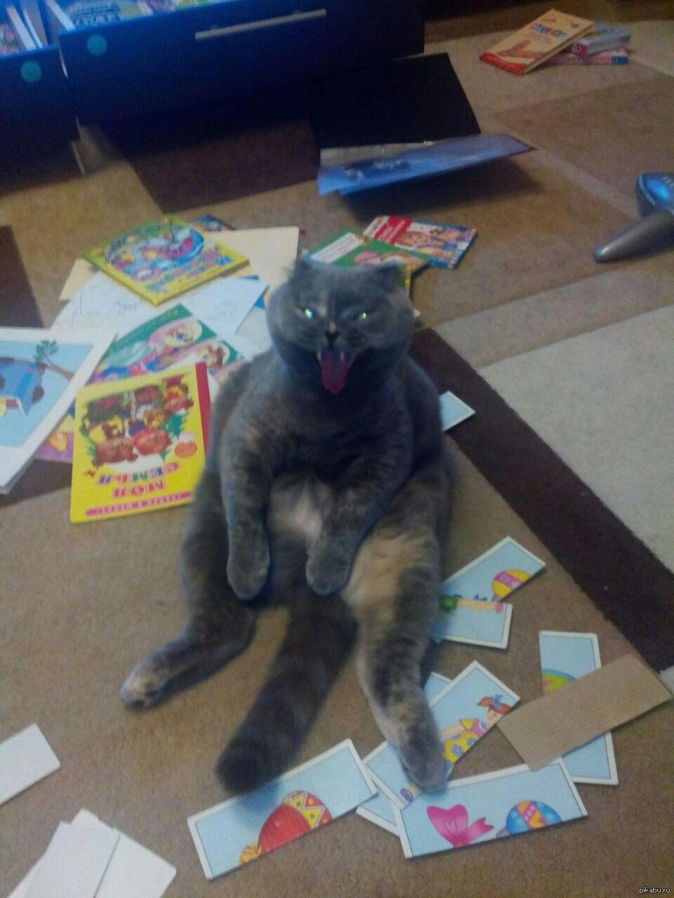 Котейка