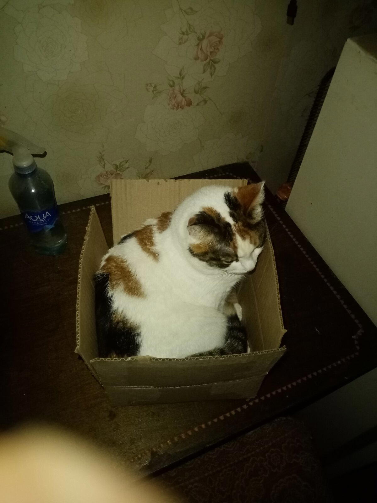 Кошкожена распаковка