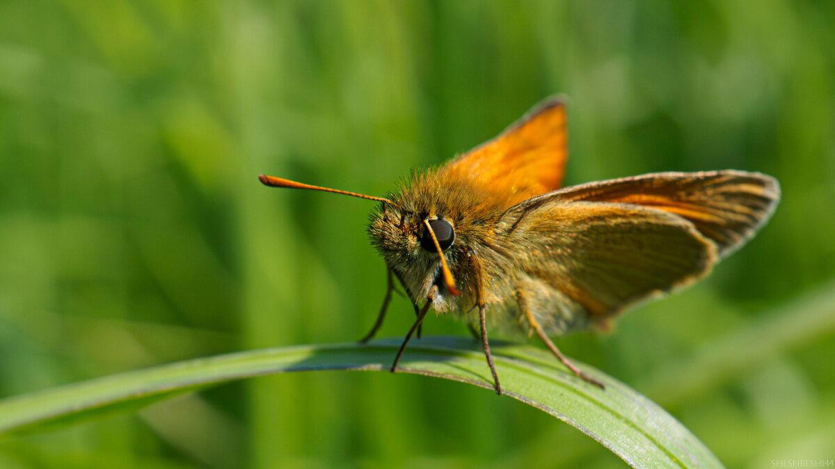 Толстоголовка (лат. Hesperiidae)