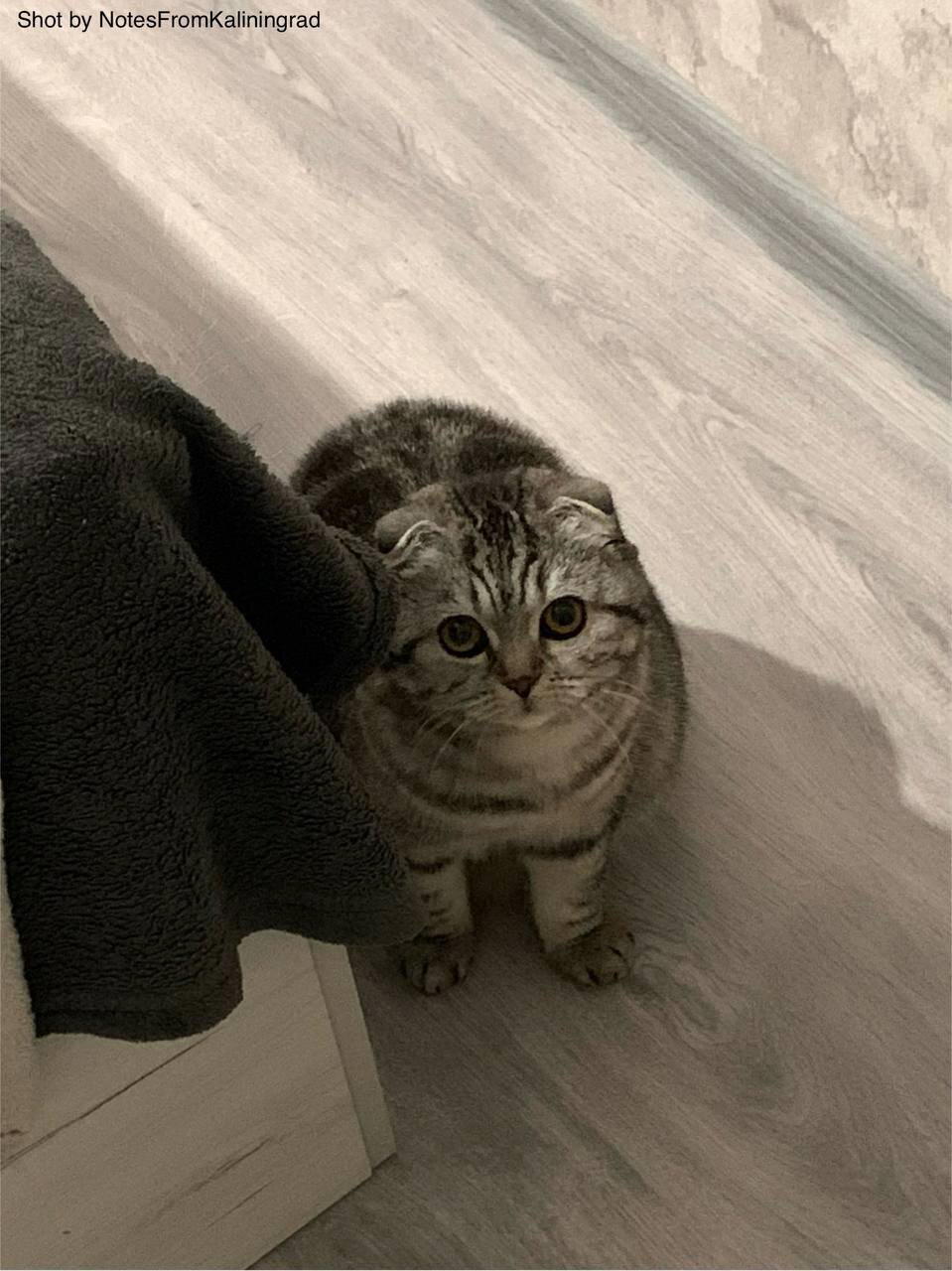 Котейка