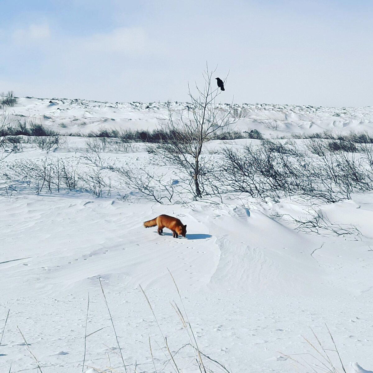 Сюжет из басни