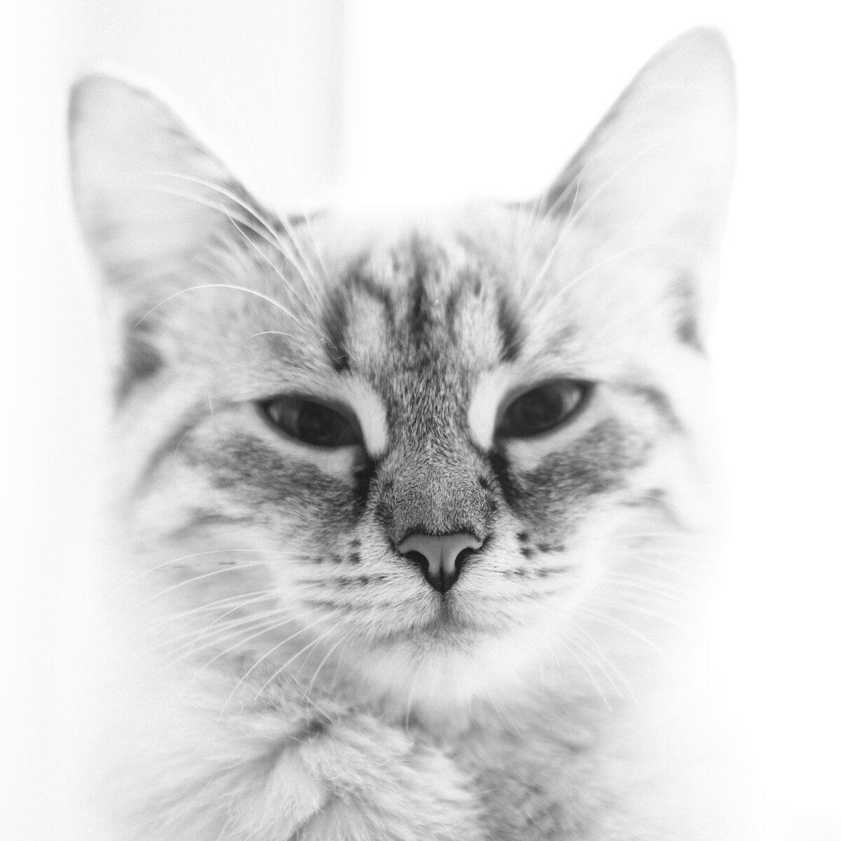 Котейка 1.8