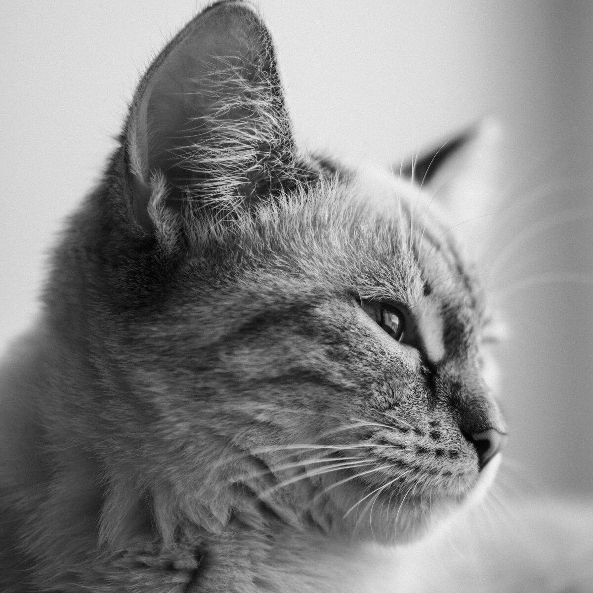Котейка 1.8