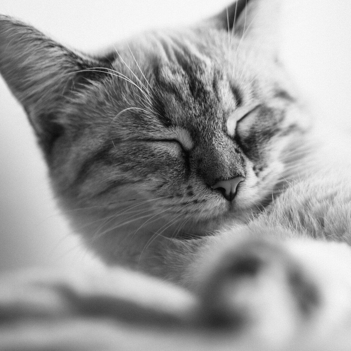 Котейка 1.8