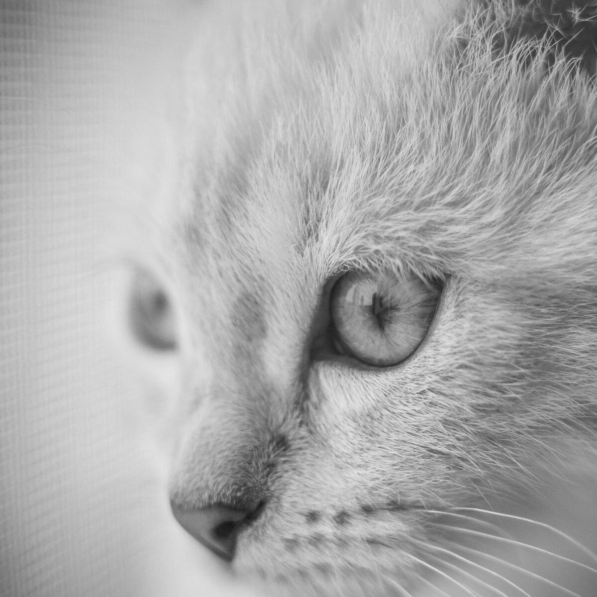 Котейка