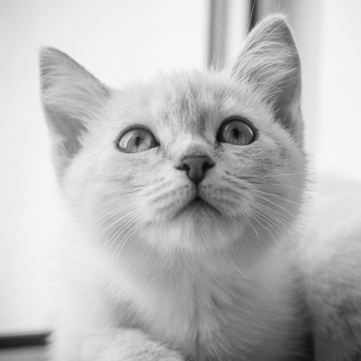 Котейка