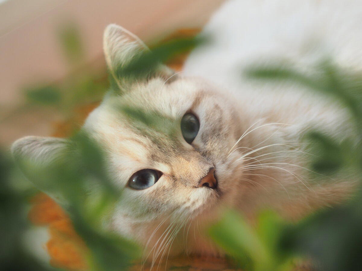 Кошка на окошке