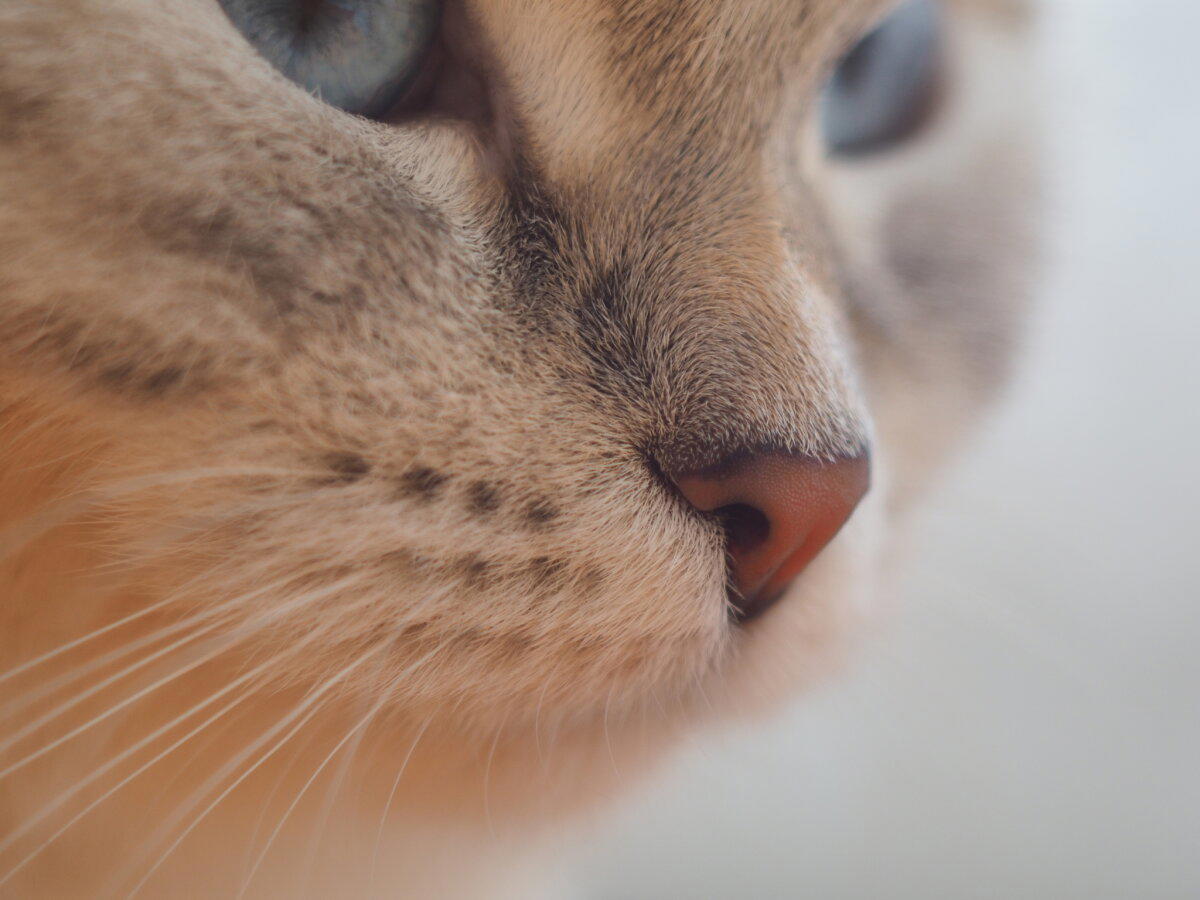 Кошка на окошке