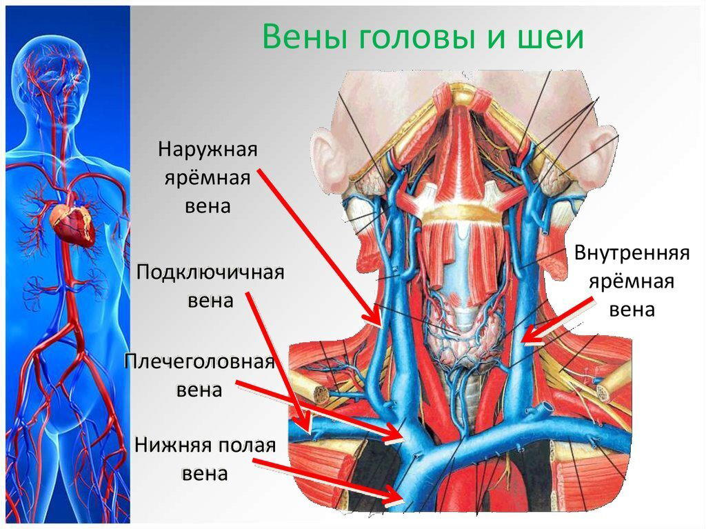 Урок №6. Повреждения вен шеи. Особенности оказания помощи.