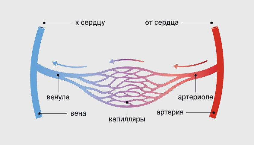 Капилляры вместе с артериолами и венулами образуют микроциркуляторное русло. Артериолы приносят кровь из артерий к капиллярам, а венулы — уносят её из капилляров в вены.