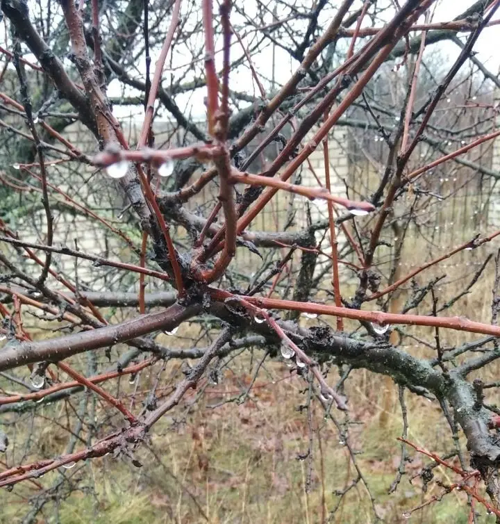 Курлык