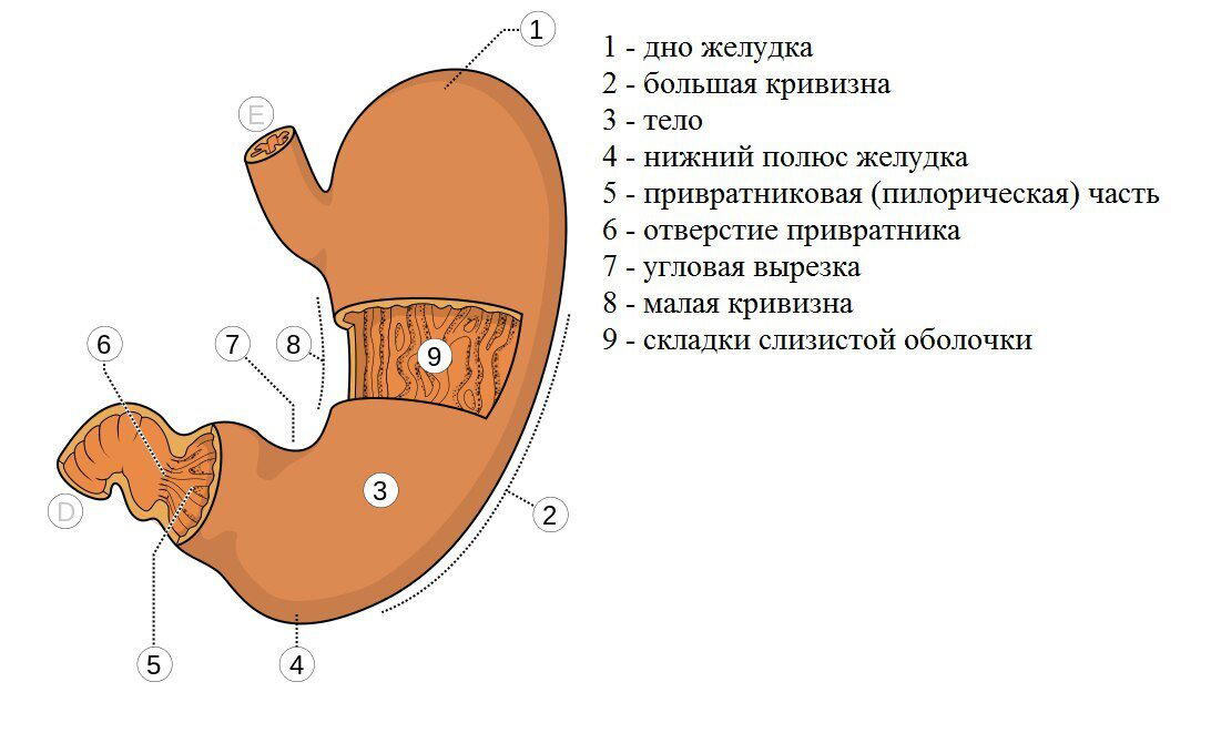 Про запивание еды и разбавление желудочного сока