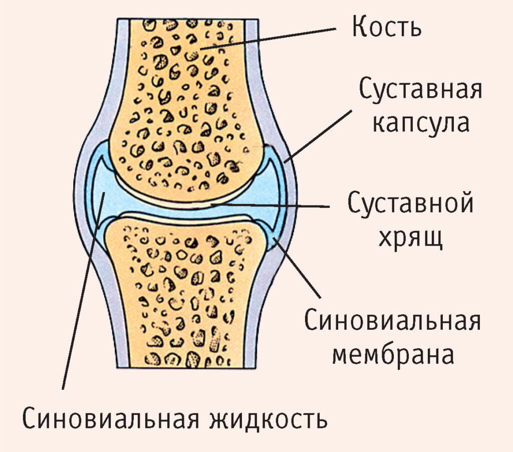 Лучшее «лекарство» для суставов
