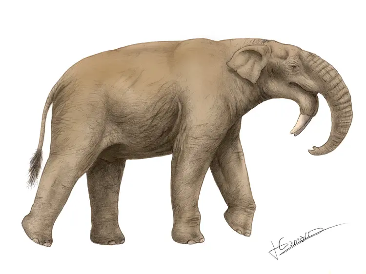 Deinotherium bozasi обитал в Африке во времена раннего плейстоцена