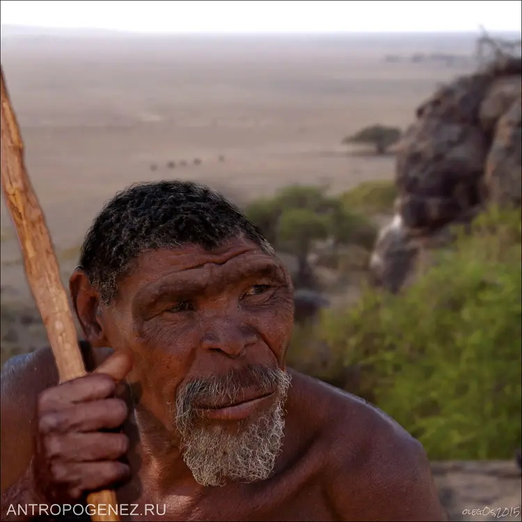 Homo erectus. Данакиль UA 31, Восточная Африка, 1 млн. лет назад.