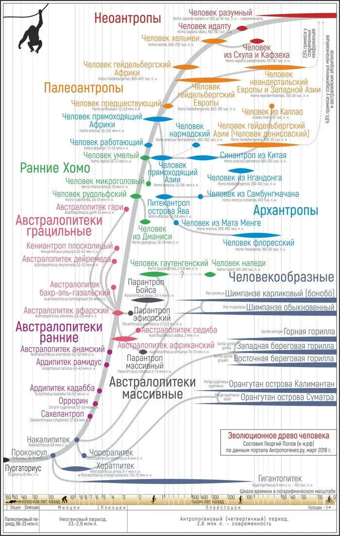 Эволюционное древо человека