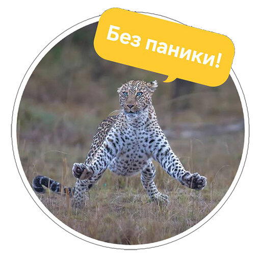 Стикеры с Comedy wildlife awards